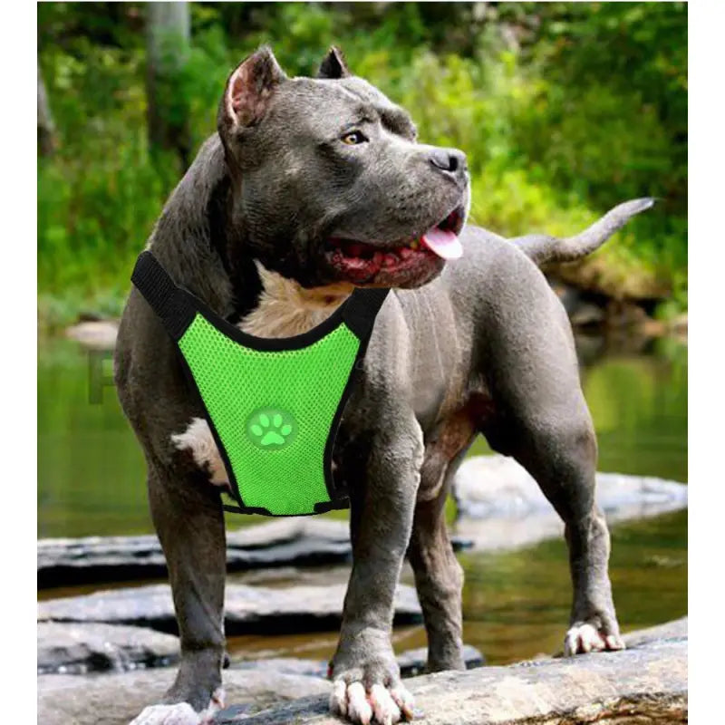 AirStride™ Breathable Pet Harness